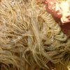 Hexacoralliaire Anemone Aiptasie 1